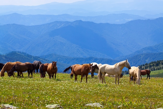 mountains landscape with  horses