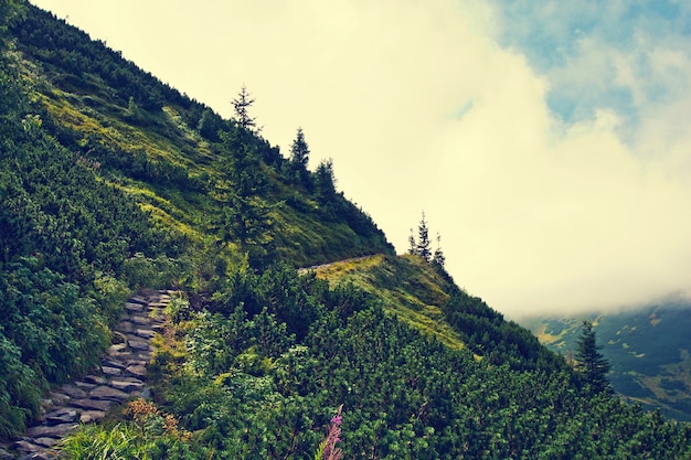 Free photo mountainside with green trees.