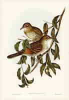 Free photo moutain thrush (oreocincla lunulata) illustrated by elizabeth gould