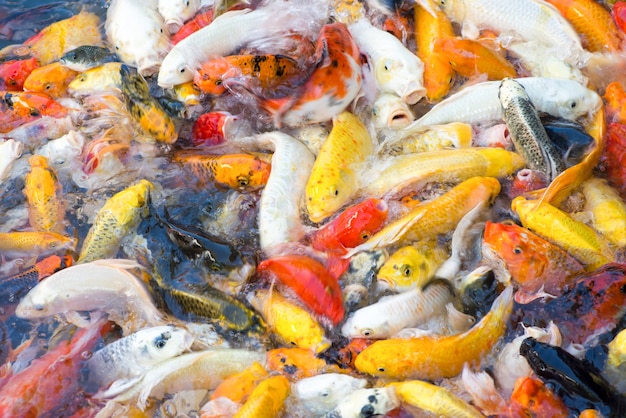 Movement of beautiful koi fish swimming in the pond