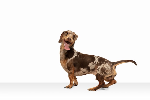 Movement. Cute sweet puppy of Dachshund brown dog or pet posing isolated on white wall. Concept of motion, pets love, animal life. Looks happy, funny. Copyspace for ad. Playing, running.