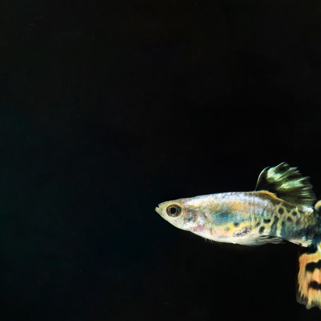 The moving moment of half moon siamese betta fish with copy space