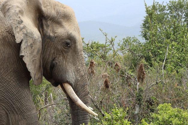 낮에 녹지로 덮인 정글을 걷는 진흙 투성이의 코끼리