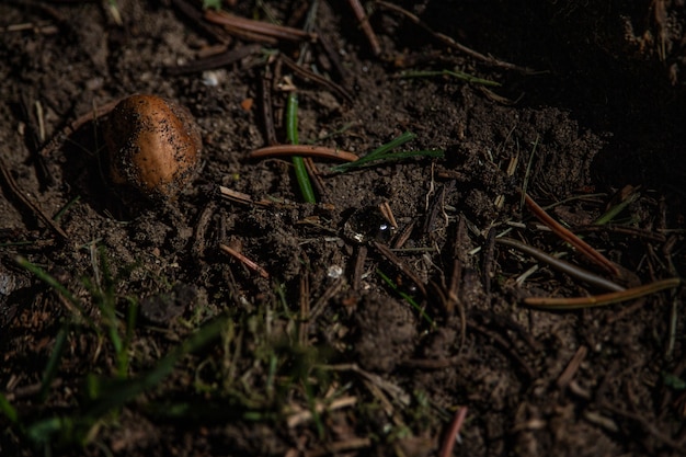 Muddy ground with dry grass and hazelnut in a forest