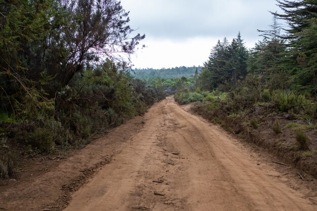 Muddy road going through the trees under the blue sky in Mount Kenya