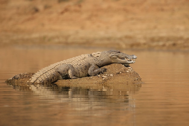 Free photo mugger crocodile in the river