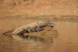 Foto gratuita coccodrillo rapinatore nel fiume