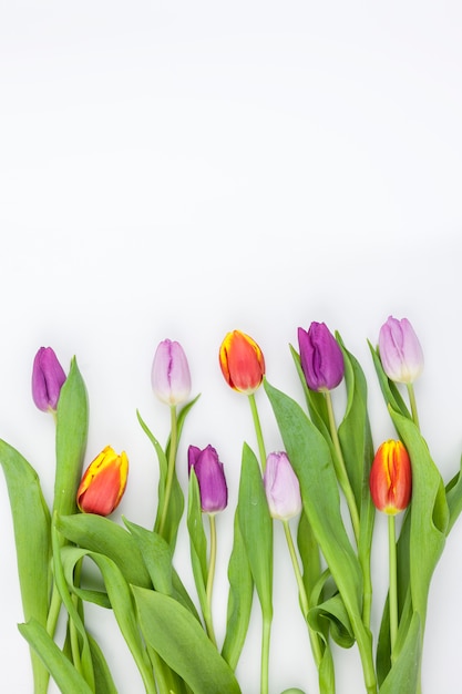 Multi-colored tulips arranged in row on white backdrop
