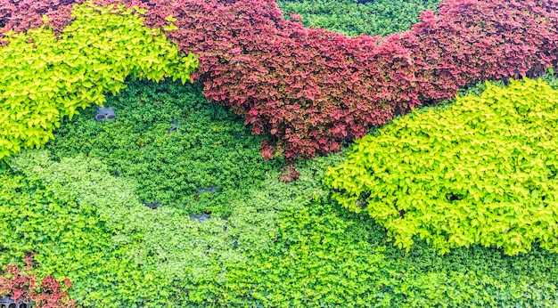 multicolor leaves