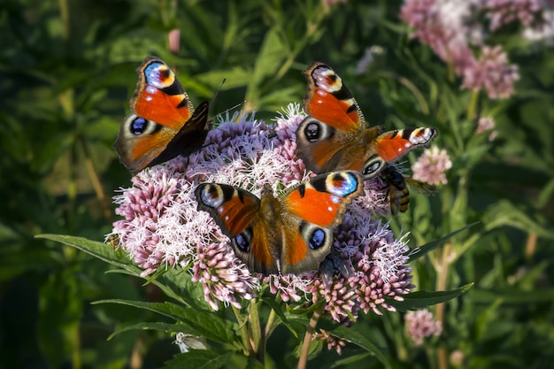 Multicolored butterflies close up