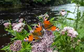 Free photo multicolored butterflies close up