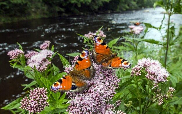 Multicolored butterflies close up