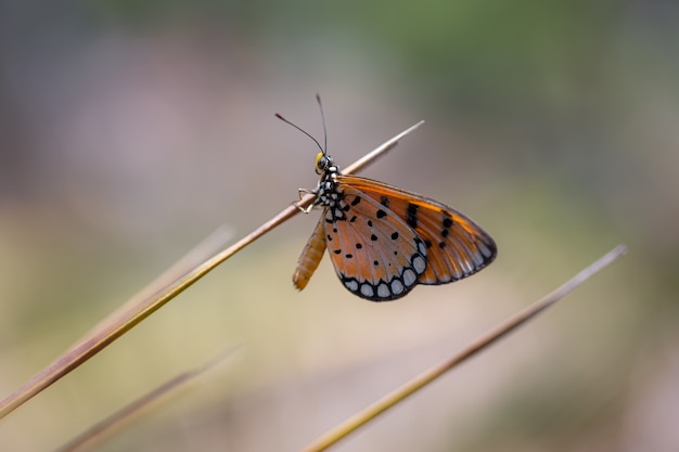 Multicolored butterfly on brown stem