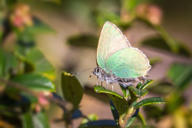 Free Photo multicolored butterfly close up