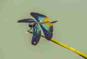Бесплатное фото Разноцветные бабочки крупным планом