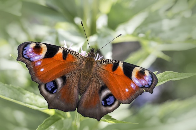 Multicolored butterfly close up