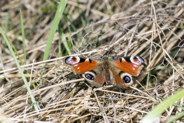 Multicolored butterfly close up