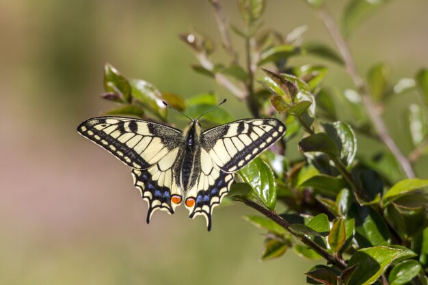 Multicolored butterfly close up