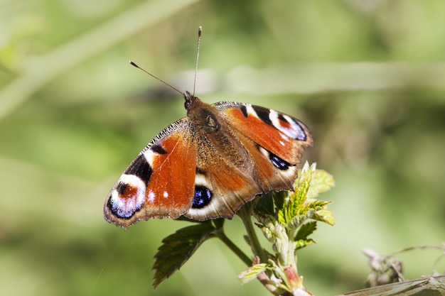 Multicolored butterfly close up