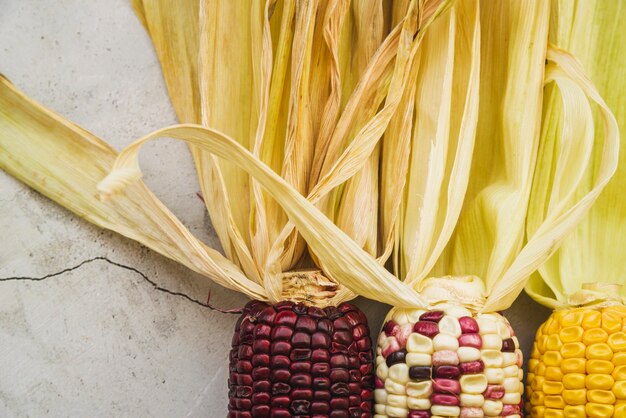 Multicolored corn on cob with long beige husks