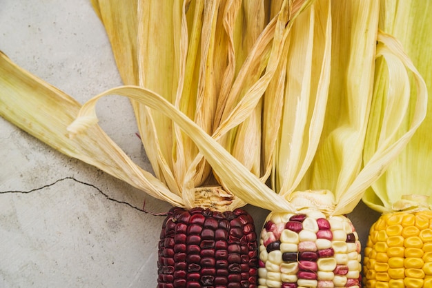Разноцветная кукуруза на початке с длинной бежевой шелухой