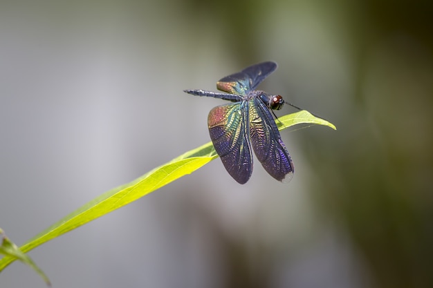 Multicolored dragonfly on plant