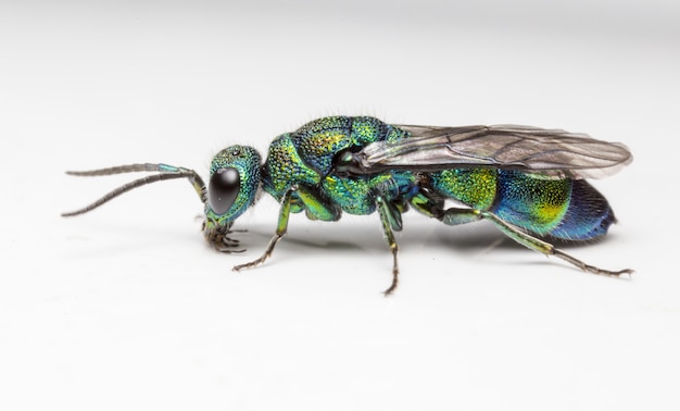 Multicolored insect isolated close up