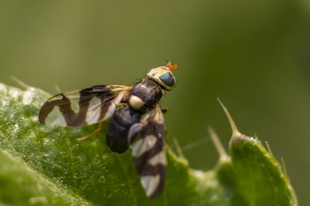 Multicolored insect on plant close up