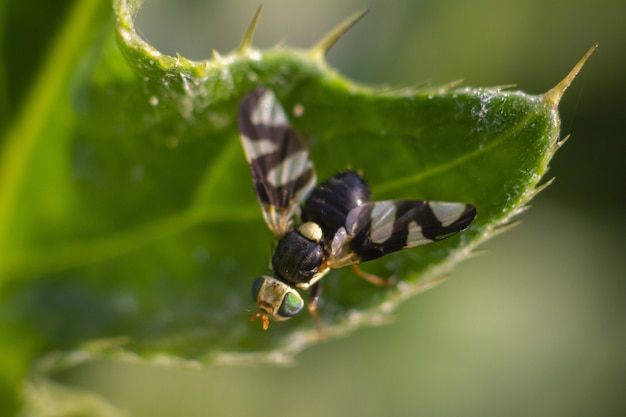 Multicolored insect sitting on plant