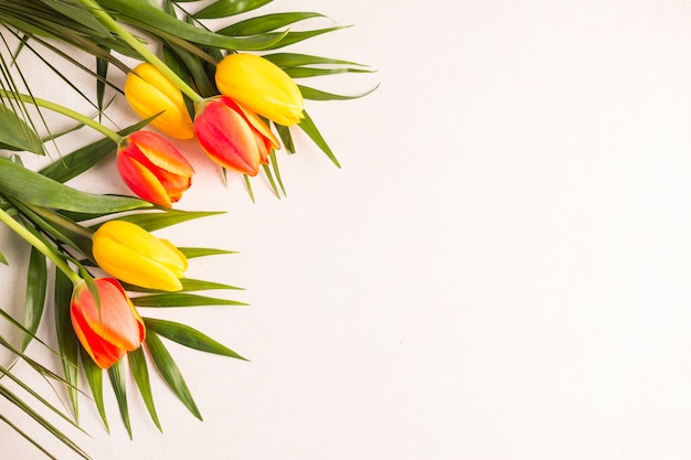 Multicolored tulips and green leaves on light background