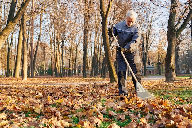 Municipal male worker in age using fan rake to gather fallen leaves in autumn low angle view of gray