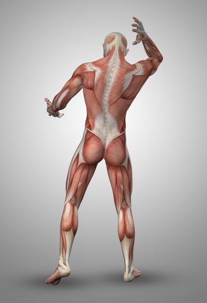 Muscular man back