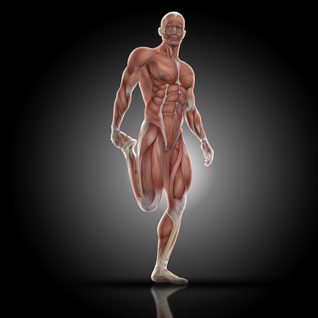 Muscular man stretching quadriceps