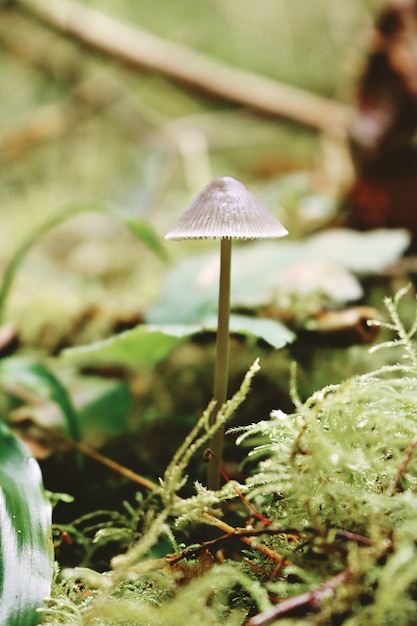 Mushroom on a blurred background