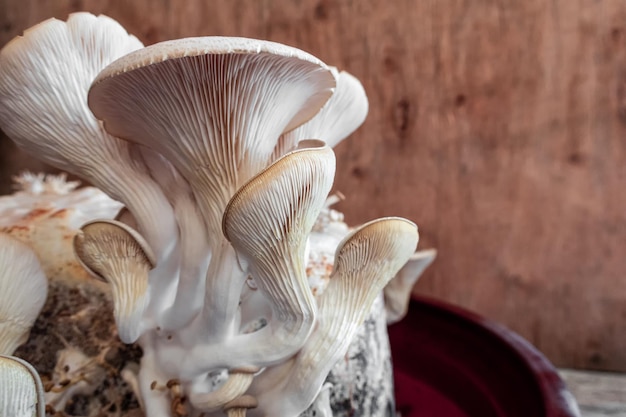 Foto gratuita coltivazione di funghi in vaso di terracotta