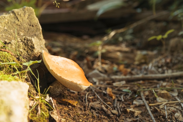 Mushroom growing in forest