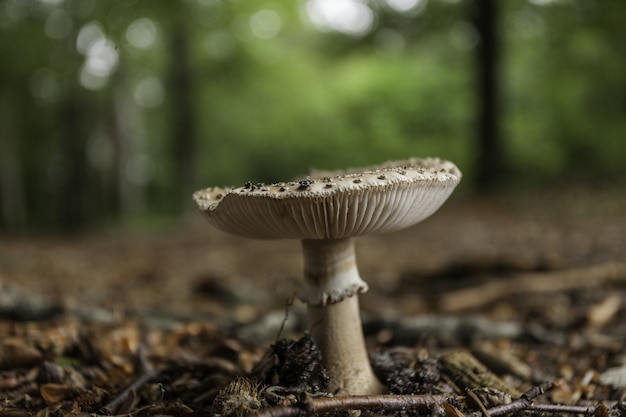 Free photo mushroom spores in the forest