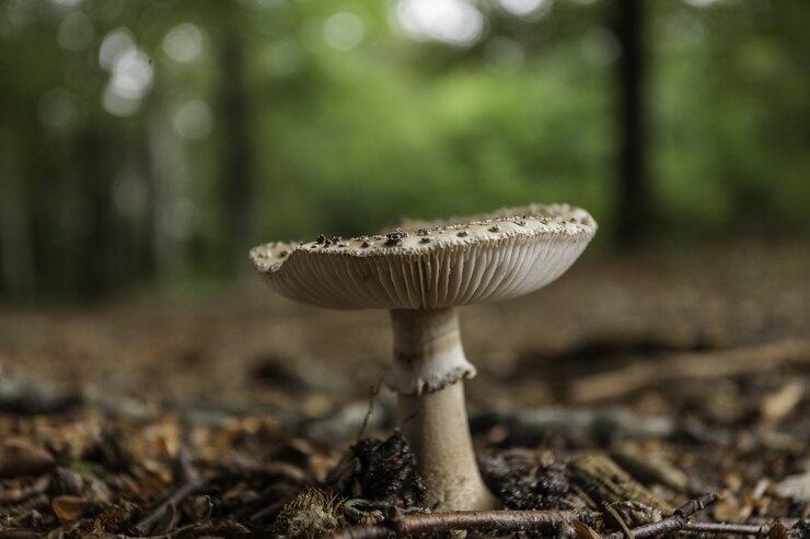 Free Photo mushroom spores in the forest