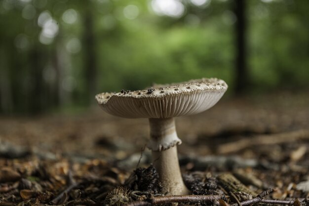 Mushroom spores in the forest