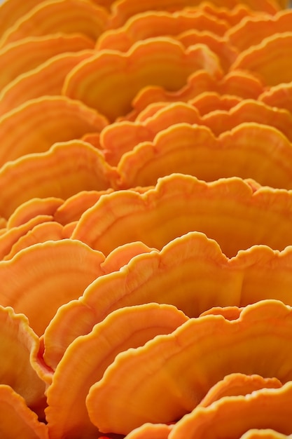 マッシュルームティンダー菌硫黄黄色またはチキンマッシュルーム（Laetiporus sulphureus）は木の幹にあります。クローズアップ、選択的な焦点。野生の森のキノコ、自然の背景