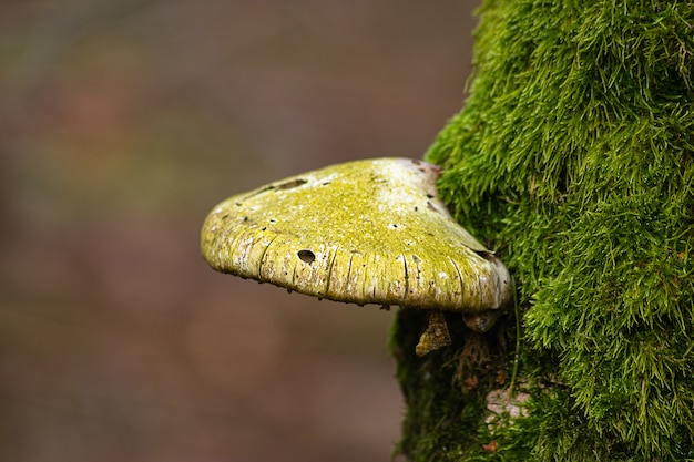 Foto gratuita fungo su un tronco d'albero coperto di muschio