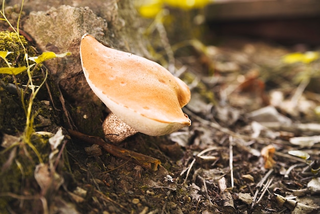 Mushroom with orange flat cap in forest 