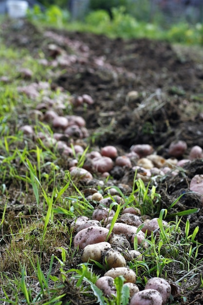 분야에서 성장하는 버섯