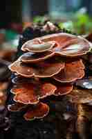 Free photo mushrooms growing in forest