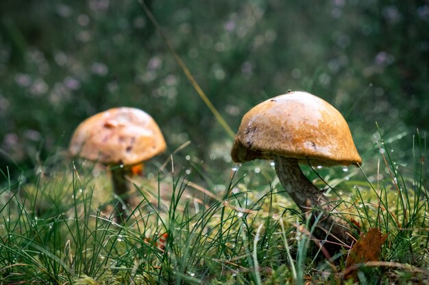 숲 한가운데 비가 온 후 자란 버섯