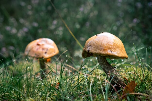 mushrooms grown after the rain in the middle of a forest