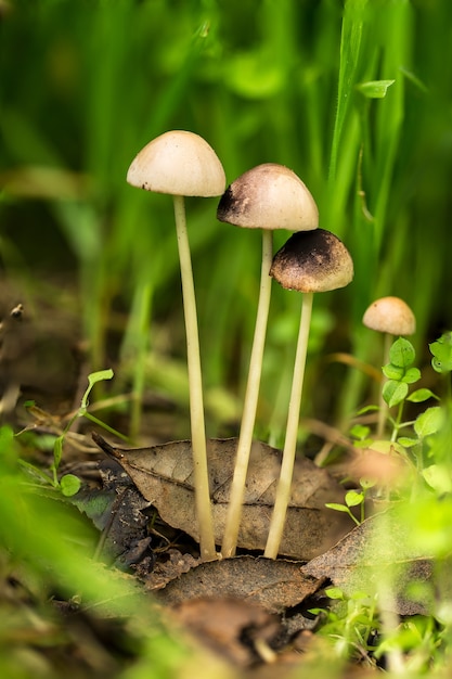 Mushrooms in the nature