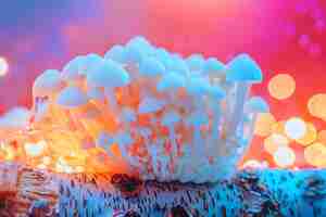 Free photo mushrooms seen with intense brightly colored lights