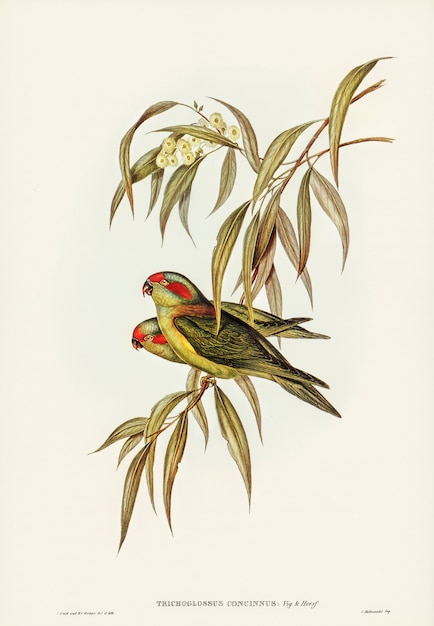 Free photo musky lorikeet (trichoglossus concinnus) illustrated by elizabeth gould
