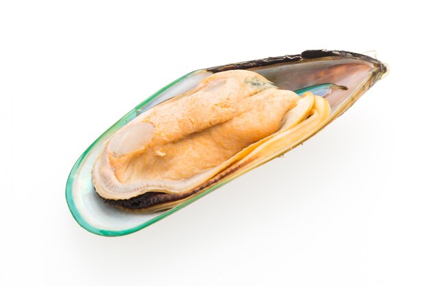 mussel isolated